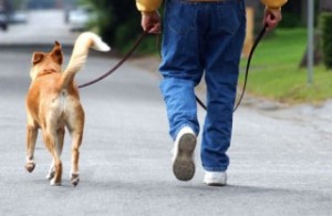 como pasear con perro