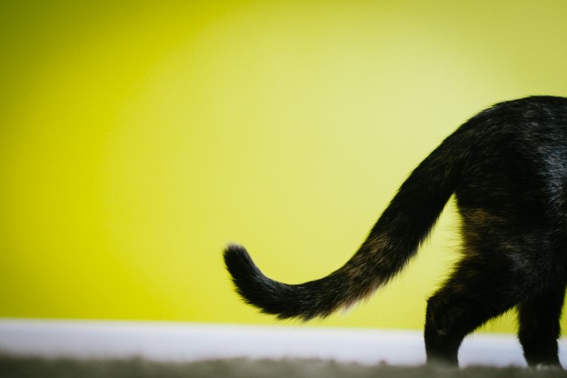 El lenguaje de la cola de los gatos - YellowBlog