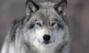 lobo gris