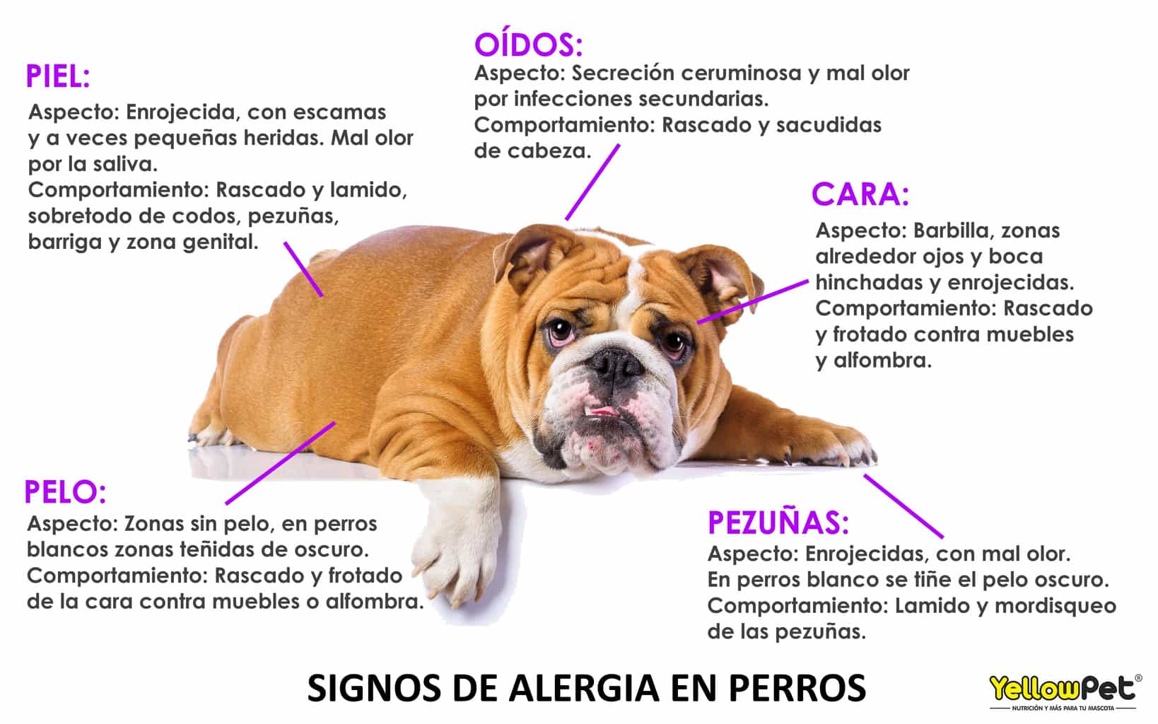 Alergias en los perros - YellowBlog