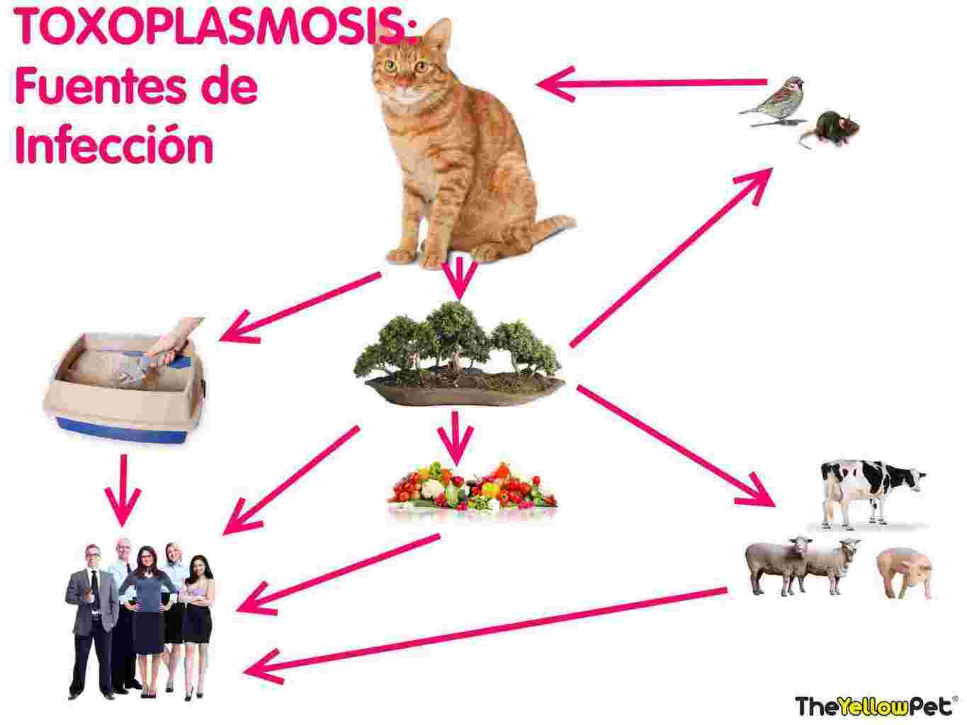 toxoplasmosis, gatos y embarazo