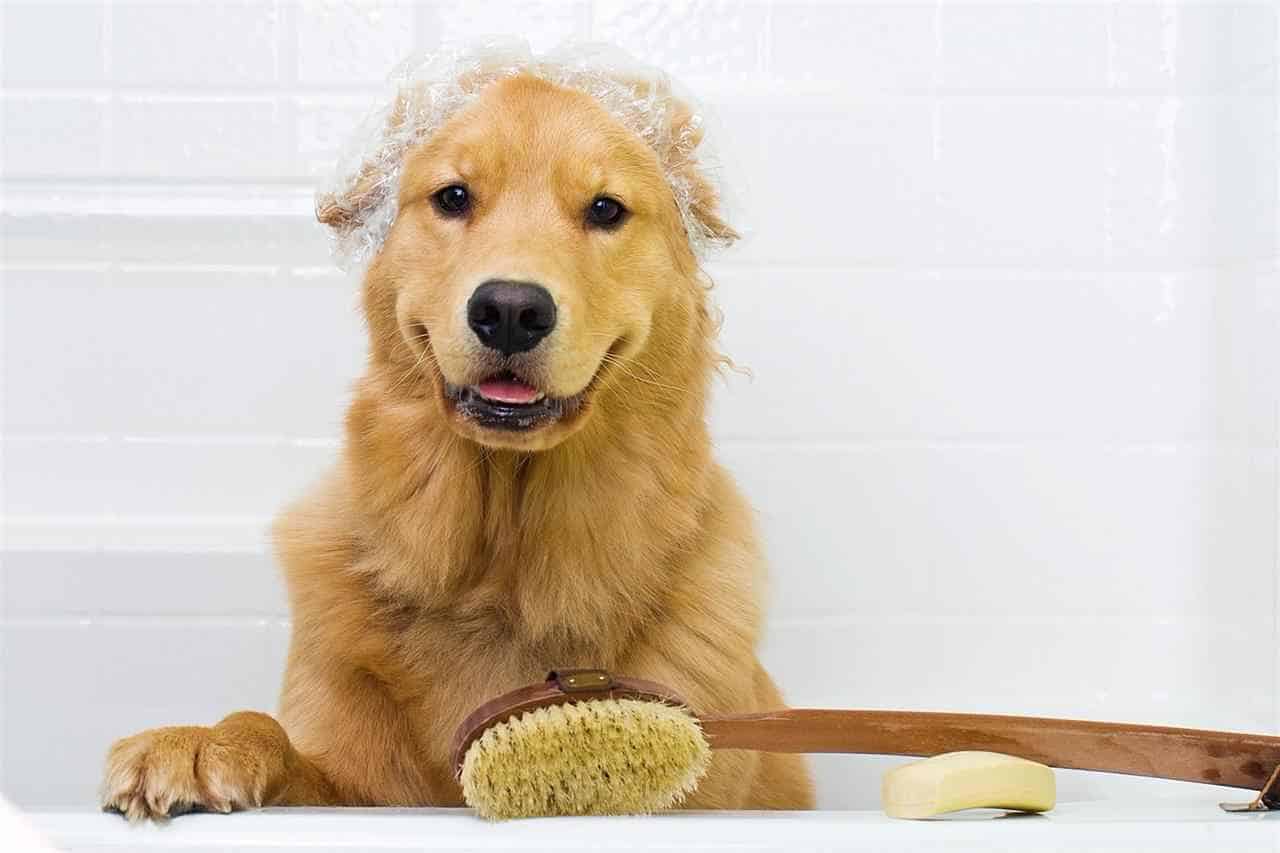 bañar un perro