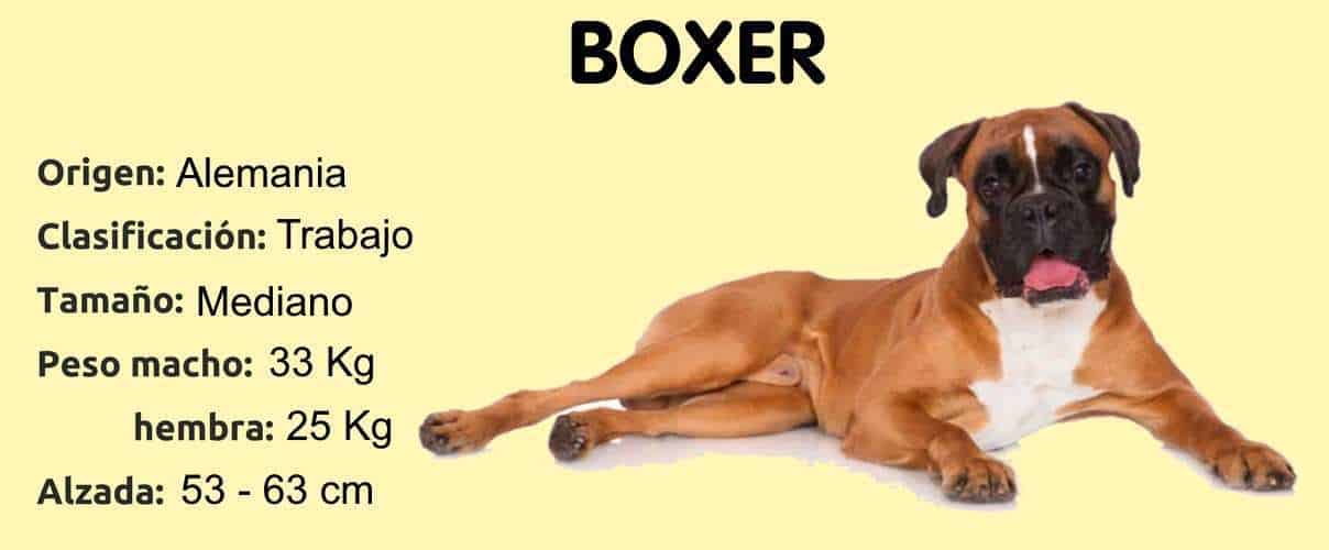 Perro de raza Boxer
